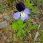 Viola pedata Staniste