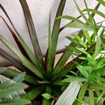 Dracaena marginataLeaf