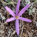 Colchicum filifolium Blüte