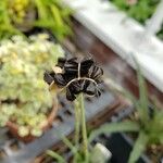 Zephyranthes tubispatha Fruit