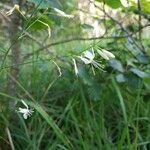 Anthericum ramosum Květ