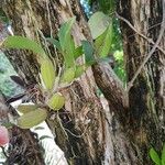 Dendrobium munificum Hoja