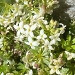 Galium megalospermum Flower