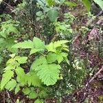 Rubus hawaiensis Leaf