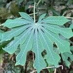 Manihot grahamii Leaf