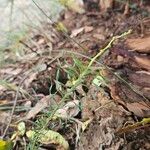 Lomandra obliqua Hoja