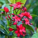 Jatropha integerrimaKvět