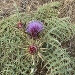 Cynara humilis Hoja