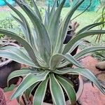 Agave demeesteriana Blatt