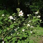 Magnolia sieboldii പുഷ്പം