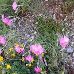 Dianthus sylvestris ᱵᱟᱦᱟ