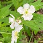 Ranunculus platanifolius Fula