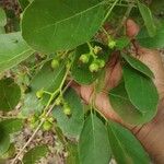 Cordia myxa Fruit