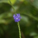 Stachytarpheta urticifolia Blüte