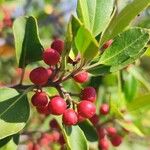 Rhamnus alaternus Fruit