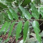 Casearia arborea Hoja