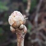 Ribes nigrum Folha