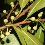 Ficus americana Fruit