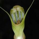 Pterostylis ophioglossa Meyve