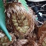 Polystichum braunii Blad