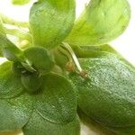 Callitriche brutia Mosusu