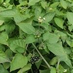 Solanum scabrum 葉