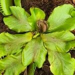 Dionaea muscipula Inny