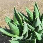 Aloe × nobilis Leaf