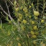 Gomphocarpus fruticosus ᱵᱟᱦᱟ