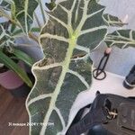 Alocasia sanderiana Лист