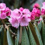 Rhododendron fulvum Квітка