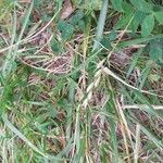 Danthonia decumbens Plod
