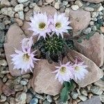 Echinopsis oxygona Cvet