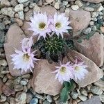 Echinopsis oxygona Flor