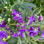 Matthiola incana Flower