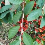 Cotoneaster coriaceusBlatt