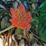 Haemanthus coccineus फूल