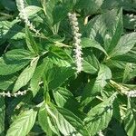 Clethra alnifolia Flower