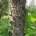 Larix laricina Bark