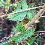 Geranium endressii Ліст