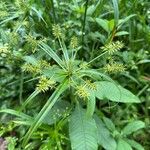 Cyperus hermaphroditus Yaprak