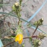 Picris hieracioides Flower