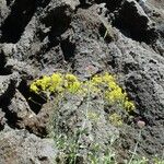 Isatis tinctoria Fleur