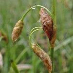 Eriophorum latifolium 果実