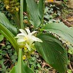 Curcuma longa 葉