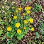 Hieracium lachenalii Vekstform