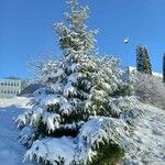 Picea abies Alkat (teljes növény)