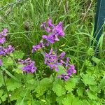 Lunaria annuaBloem