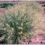 Eragrostis curvula عادت داشتن