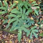 Dryopteris sieboldii Habit